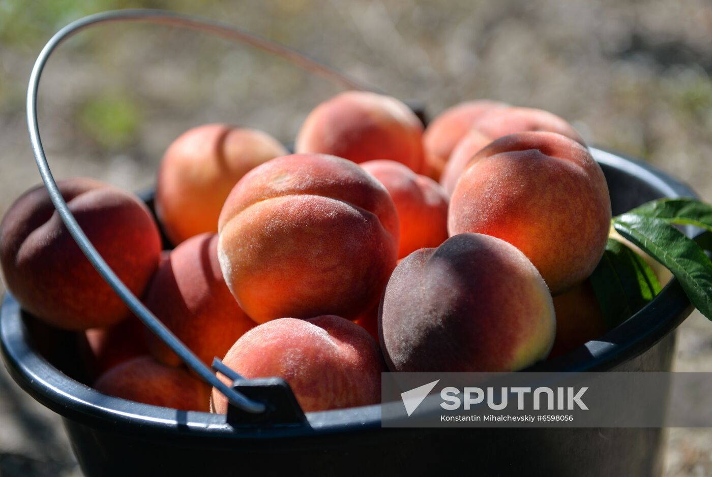 Russia Peaches Harvest