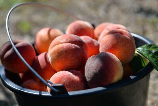 Russia Peaches Harvest