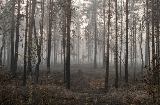 Russia Wildfires