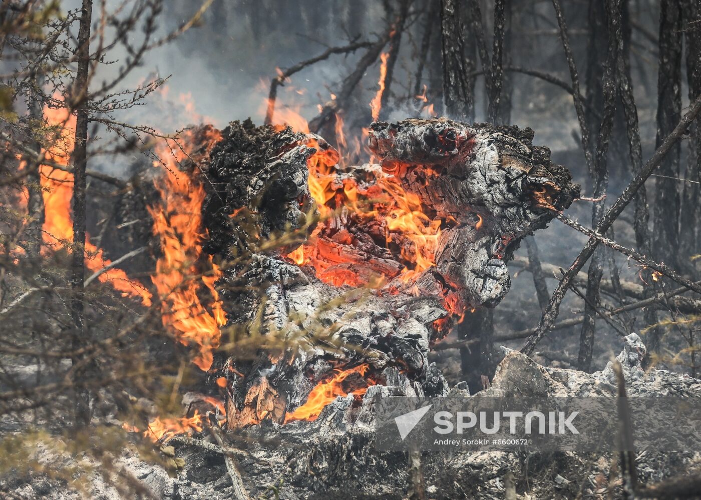 Russia Wildfires