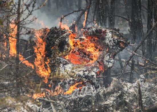 Russia Wildfires