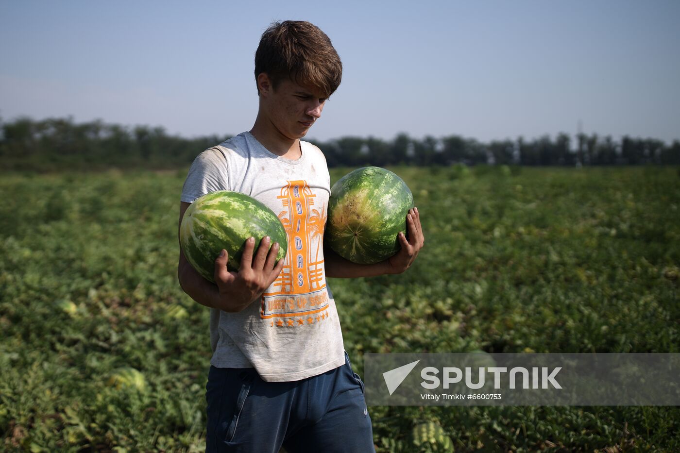 Russia Watermelons Harvesting