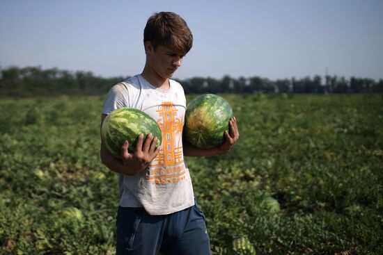 Russia Watermelons Harvesting
