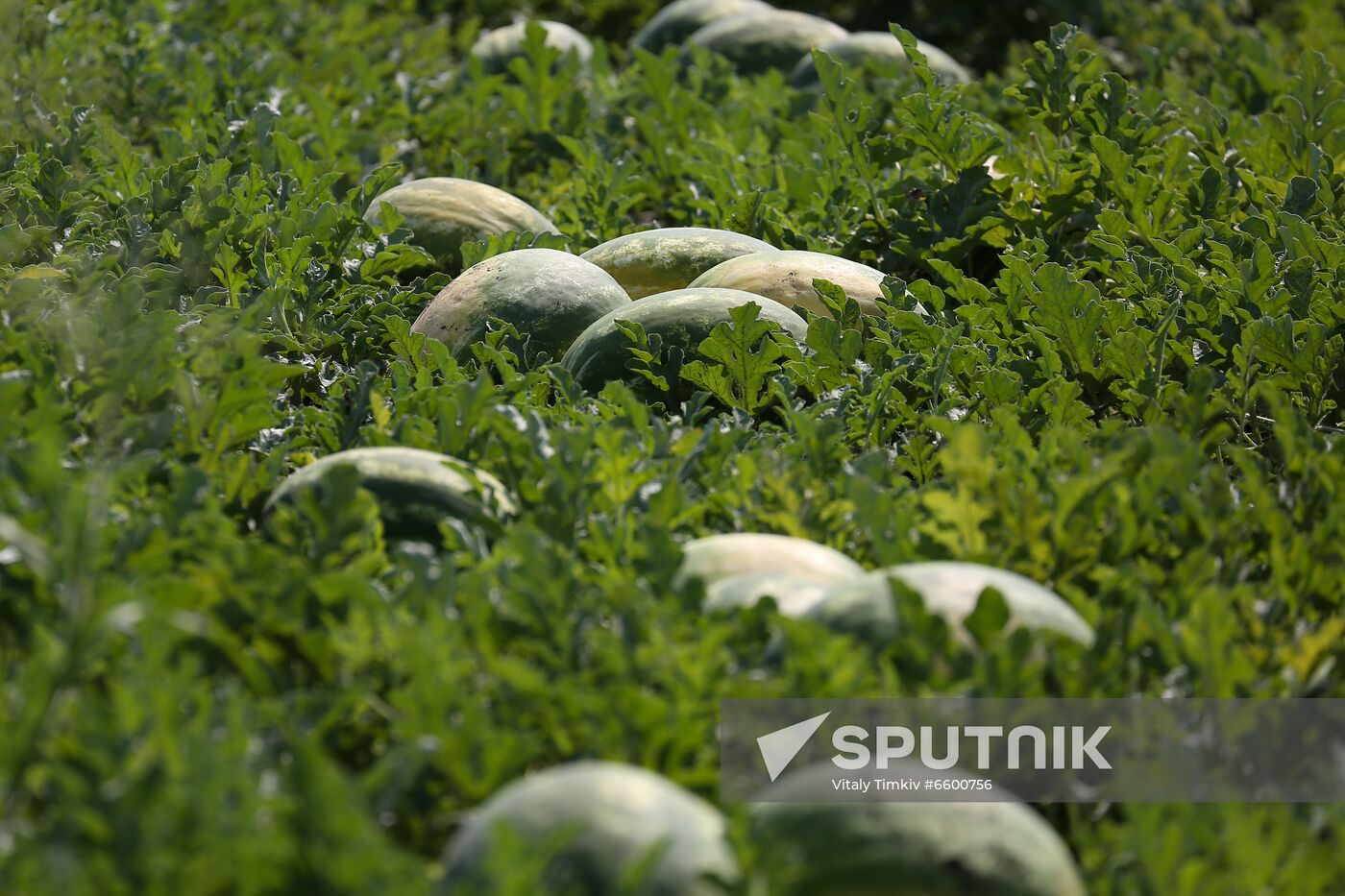 Russia Watermelons Harvesting