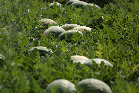 Russia Watermelons Harvesting