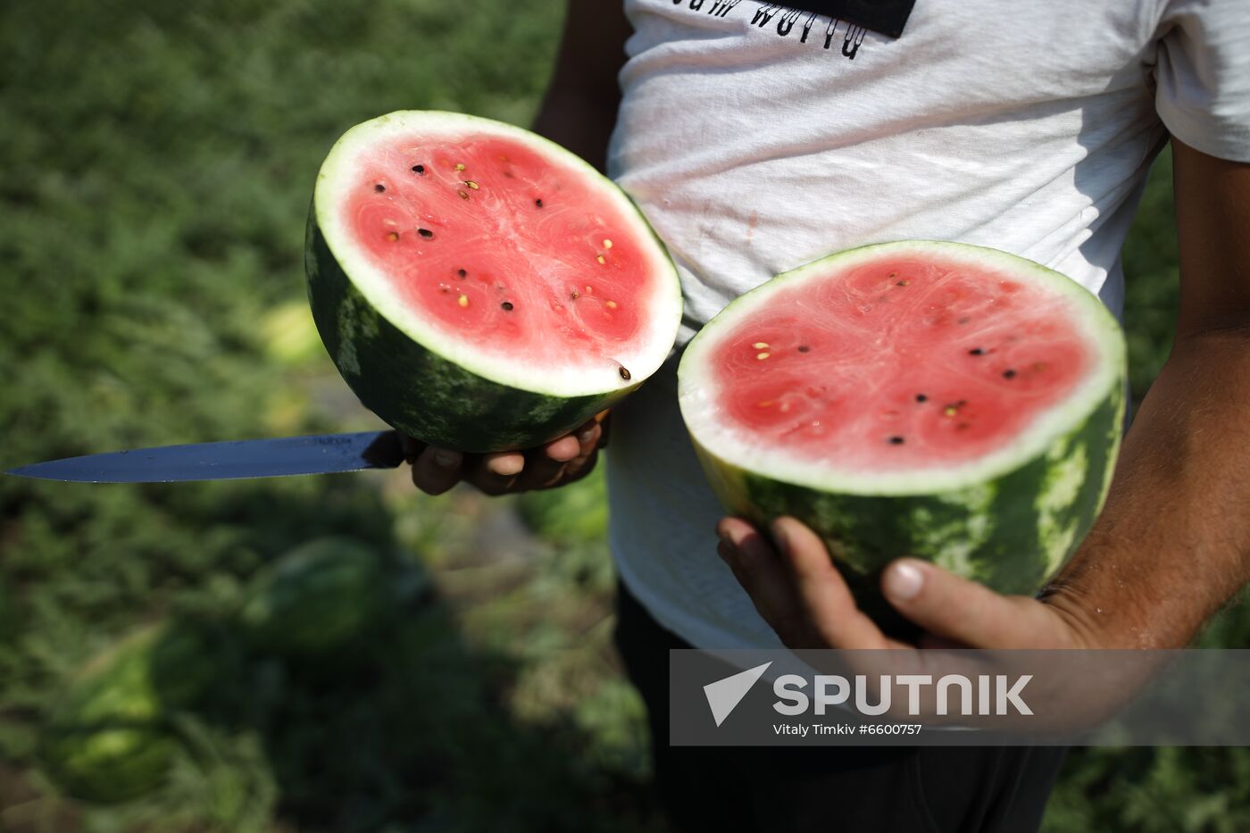 Russia Watermelons Harvesting