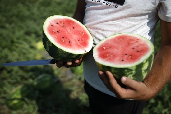 Russia Watermelons Harvesting