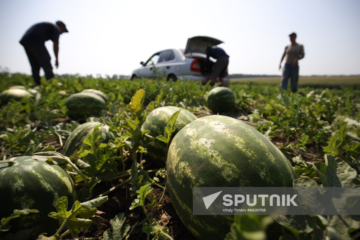 Russia Watermelons Harvesting