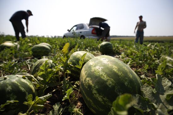 Russia Watermelons Harvesting