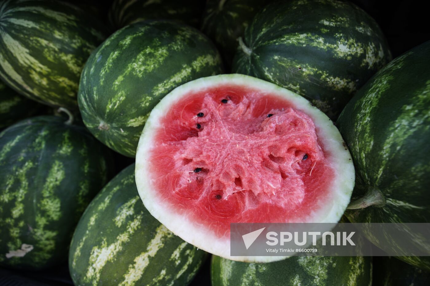 Russia Watermelons Harvesting