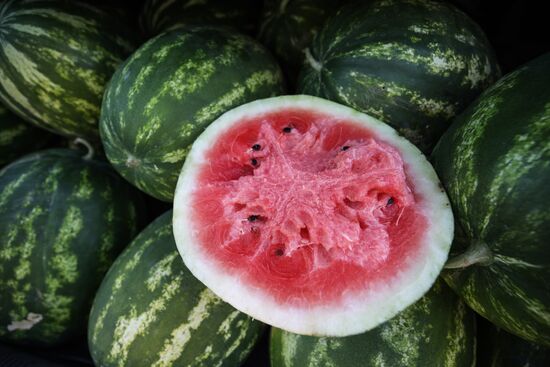 Russia Watermelons Harvesting