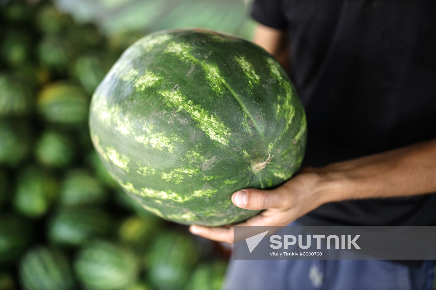 Russia Watermelons Harvesting