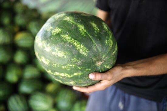 Russia Watermelons Harvesting