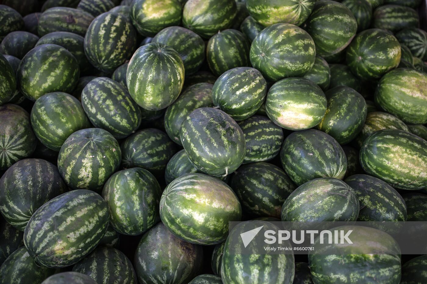 Russia Watermelons Harvesting