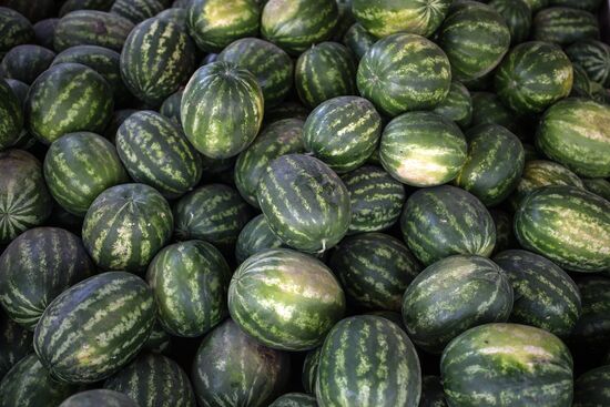 Russia Watermelons Harvesting