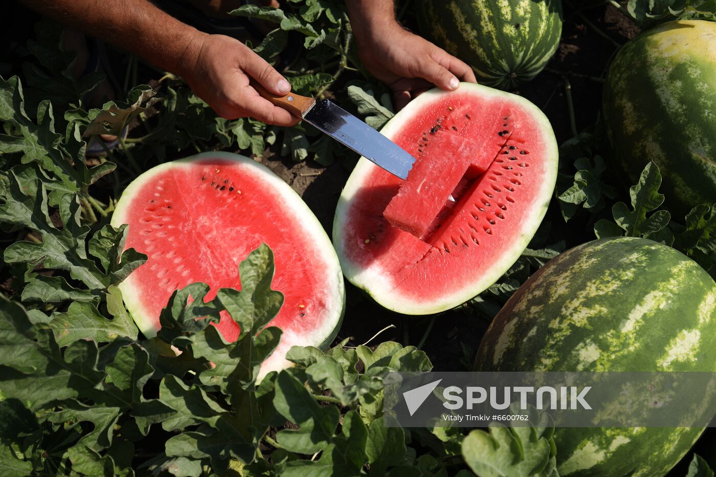 Russia Watermelons Harvesting