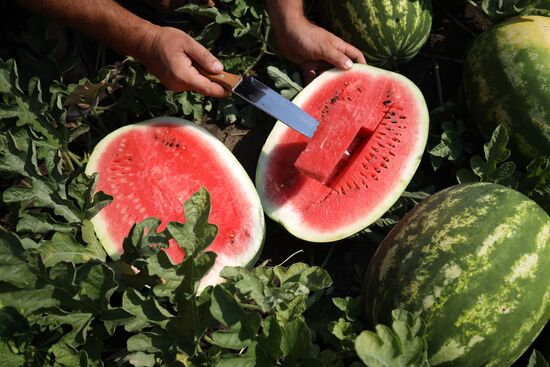 Russia Watermelons Harvesting