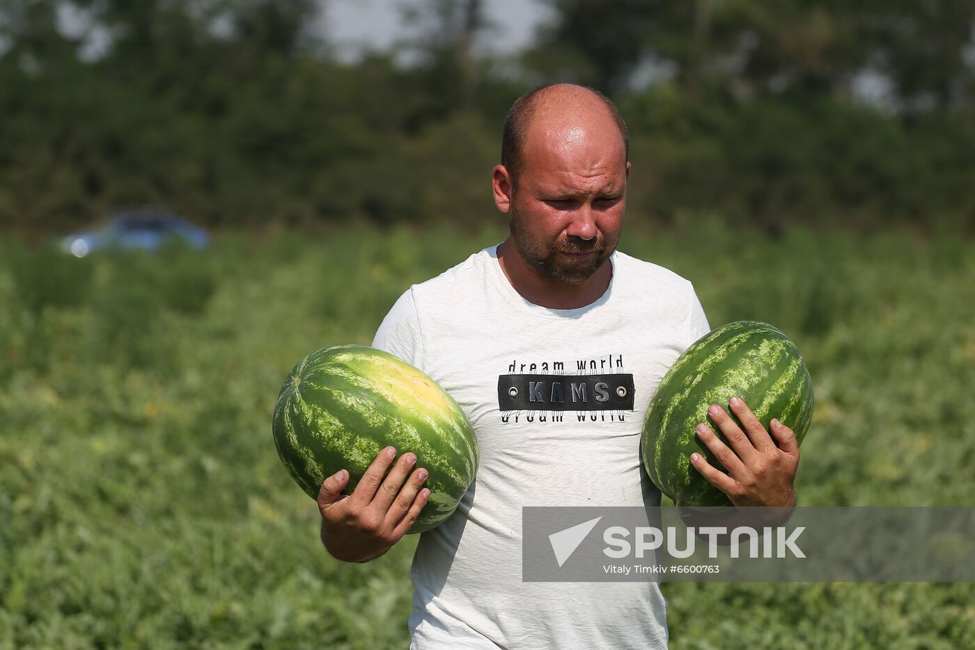 Russia Watermelons Harvesting