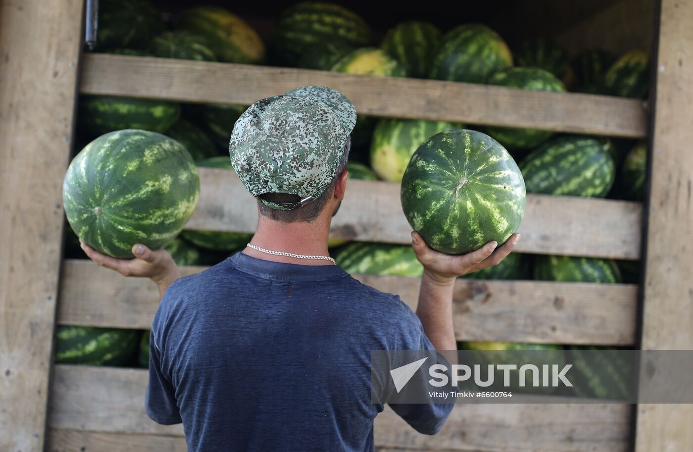 Russia Watermelons Harvesting