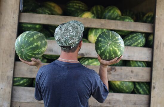 Russia Watermelons Harvesting