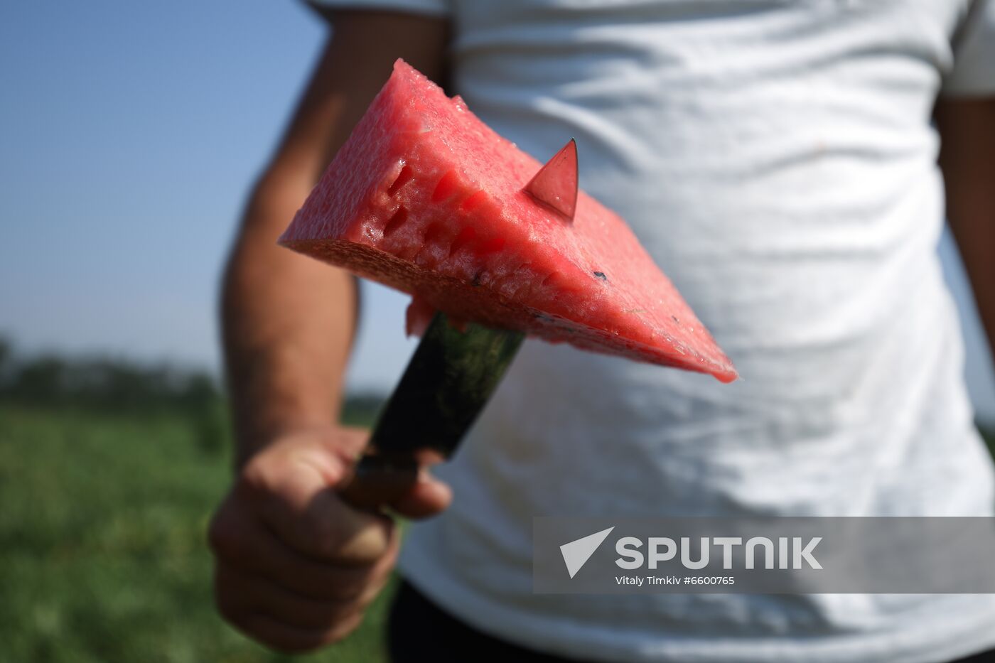 Russia Watermelons Harvesting