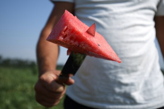 Russia Watermelons Harvesting