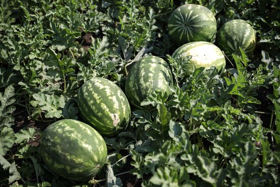 Russia Watermelons Harvesting