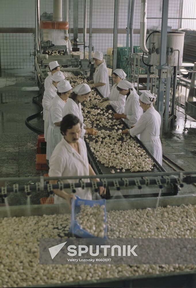 Leningrad Agro-Industrial Association LETO (Leningrad Greenhouse Association). Sorting freshly grown mushrooms.