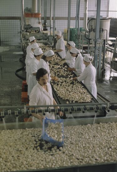 Leningrad Agro-Industrial Association LETO (Leningrad Greenhouse Association). Sorting freshly grown mushrooms.
