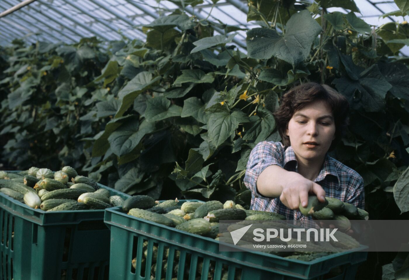 Leningrad Agro-Industrial Association LETO (Leningrad Greenhouse Association)