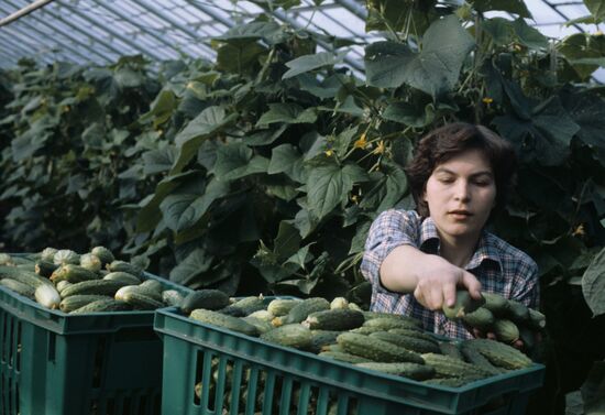 Leningrad Agro-Industrial Association LETO (Leningrad Greenhouse Association)