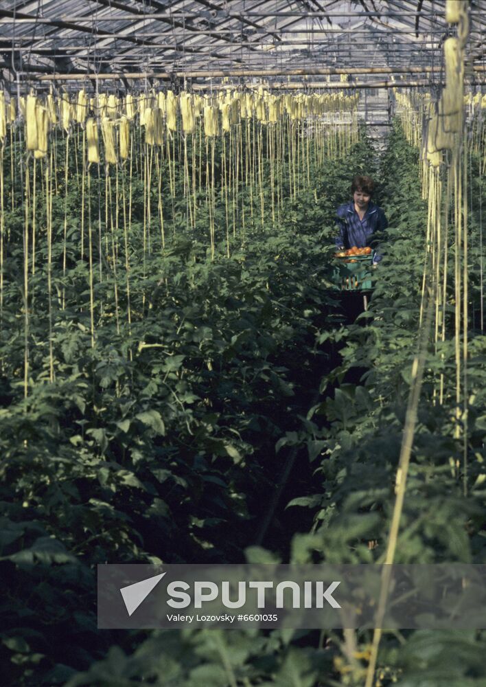 Leningrad Agro-Industrial Association LETO (Leningrad Greenhouse Association)