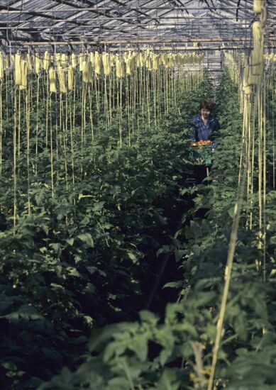 Leningrad Agro-Industrial Association LETO (Leningrad Greenhouse Association)