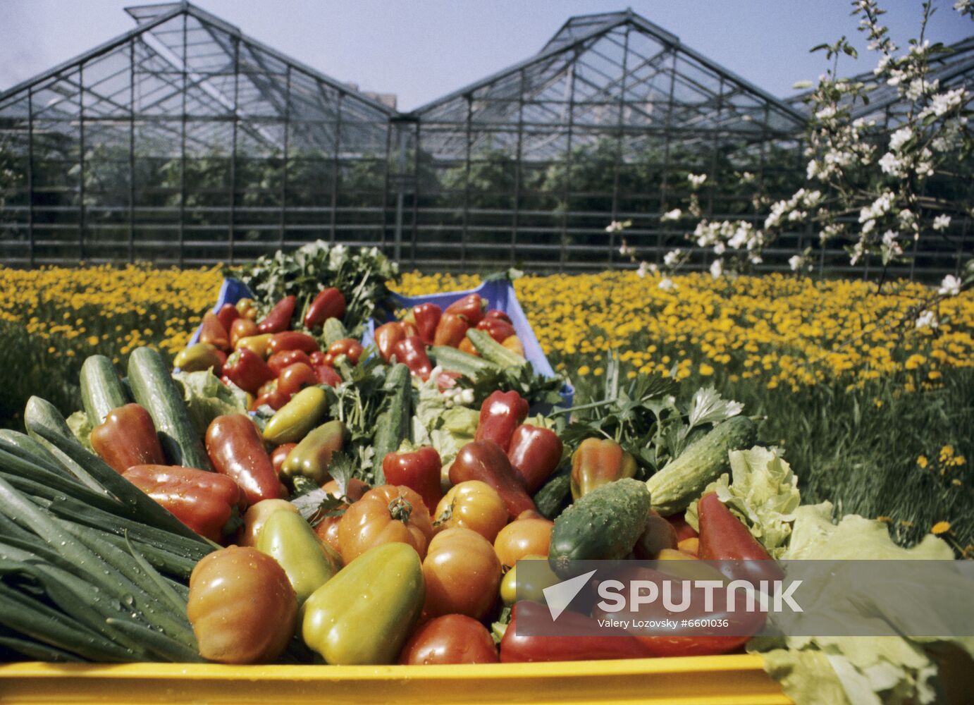 Leningrad Agro-Industrial Association LETO (Leningrad Greenhouse Association)