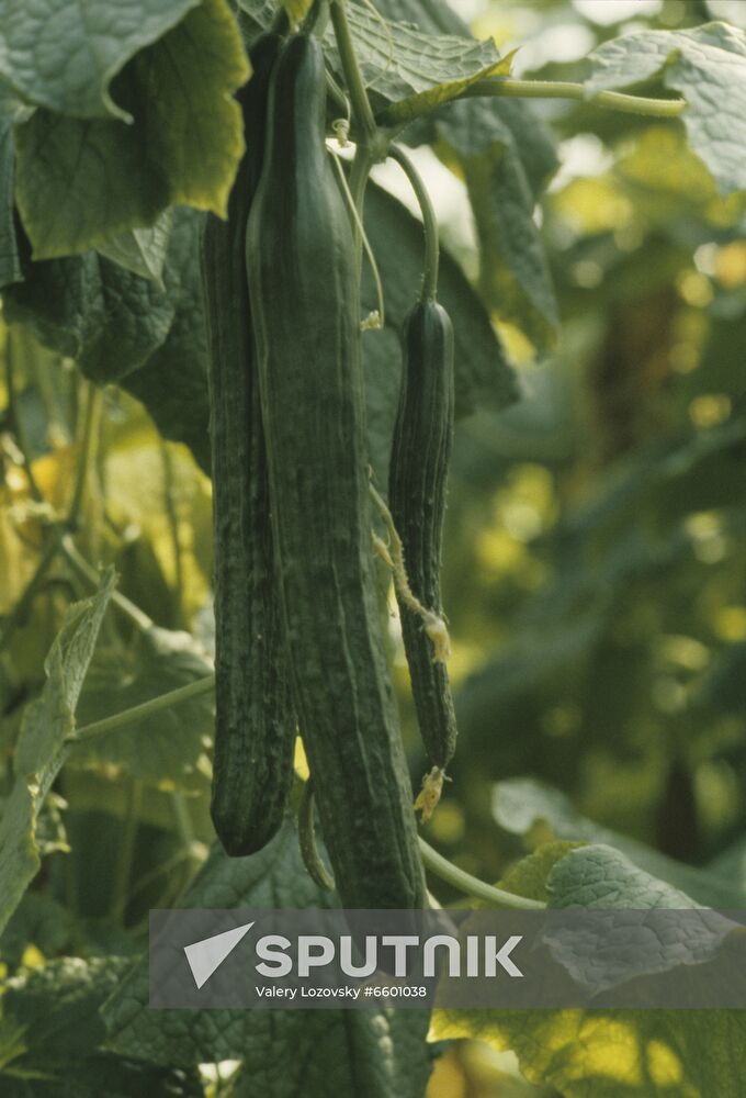 Leningrad Agro-Industrial Association LETO (Leningrad Greenhouse Association)