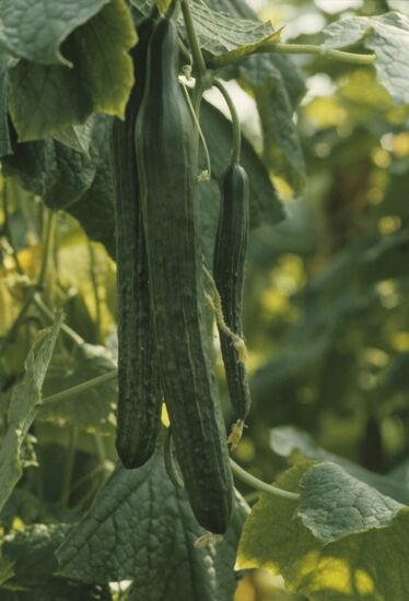 Leningrad Agro-Industrial Association LETO (Leningrad Greenhouse Association)