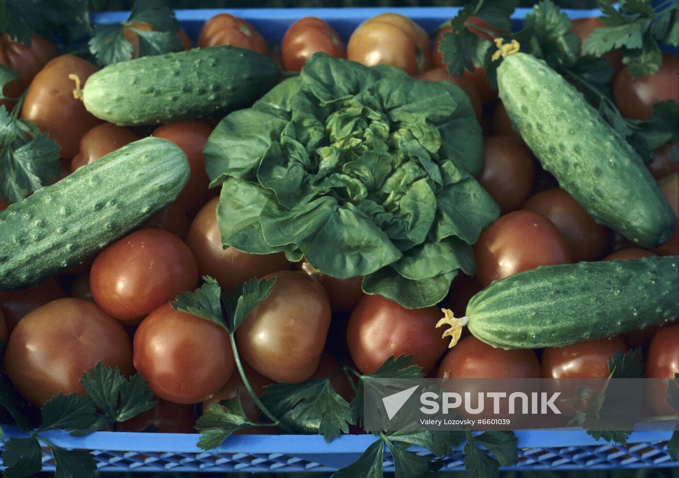 Leningrad Agro-Industrial Association LETO (Leningrad Greenhouse Association)