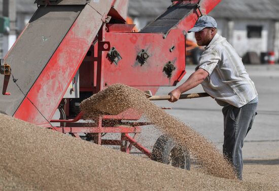 Russia Agriculture Wheat Harvesting