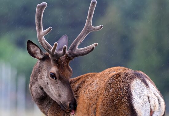 Russia Deer