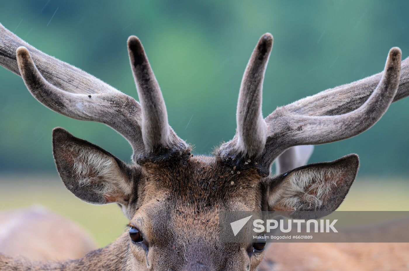 Russia Deer