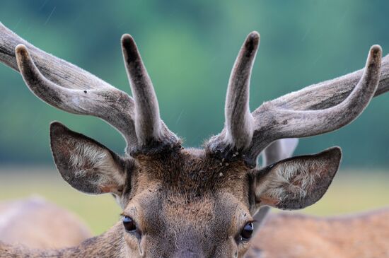 Russia Deer