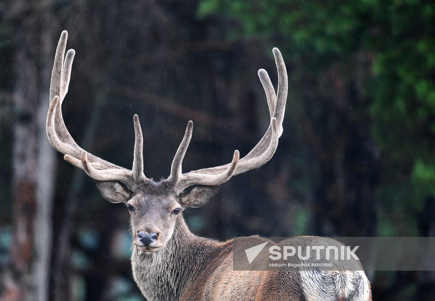 Russia Deer