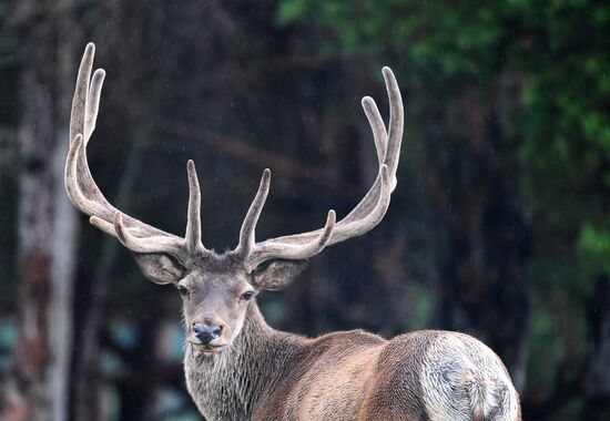 Russia Deer