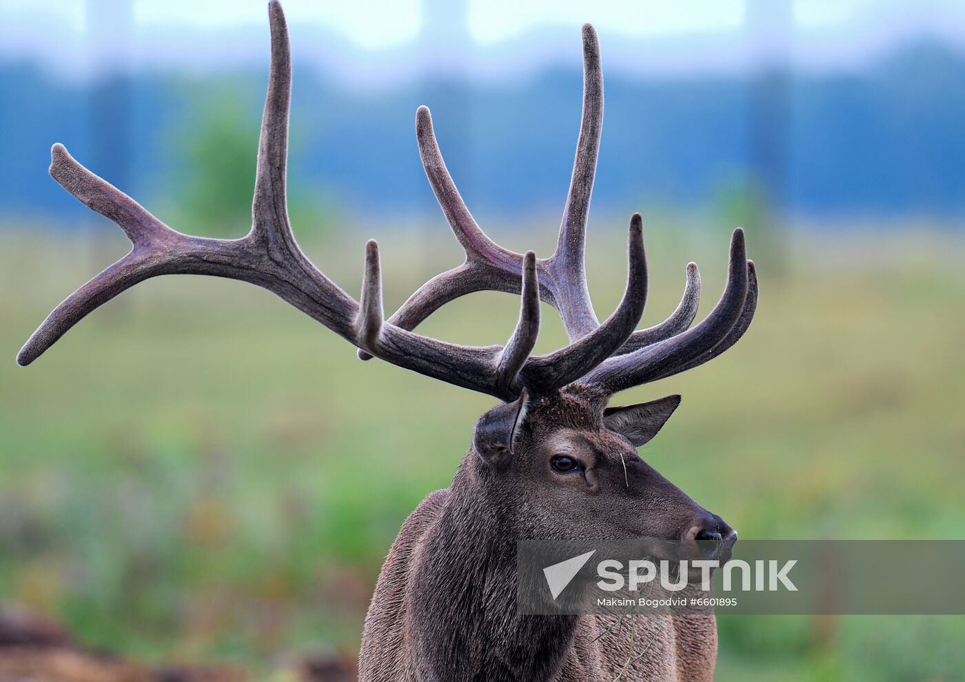 Russia Deer