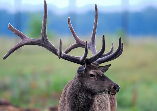 Russia Deer
