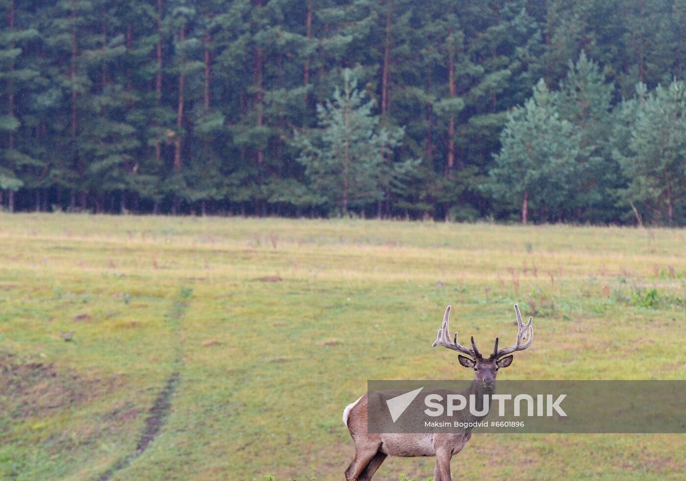 Russia Deer