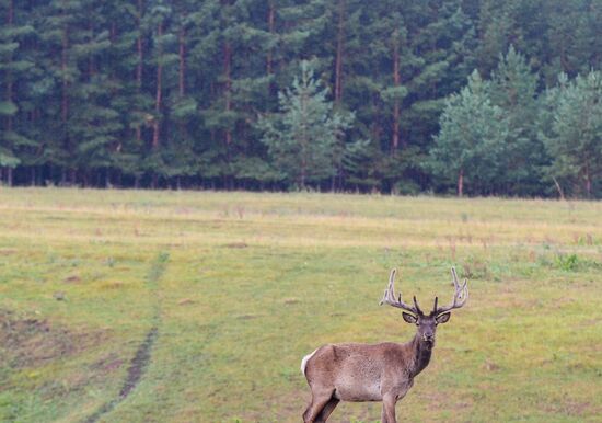 Russia Deer