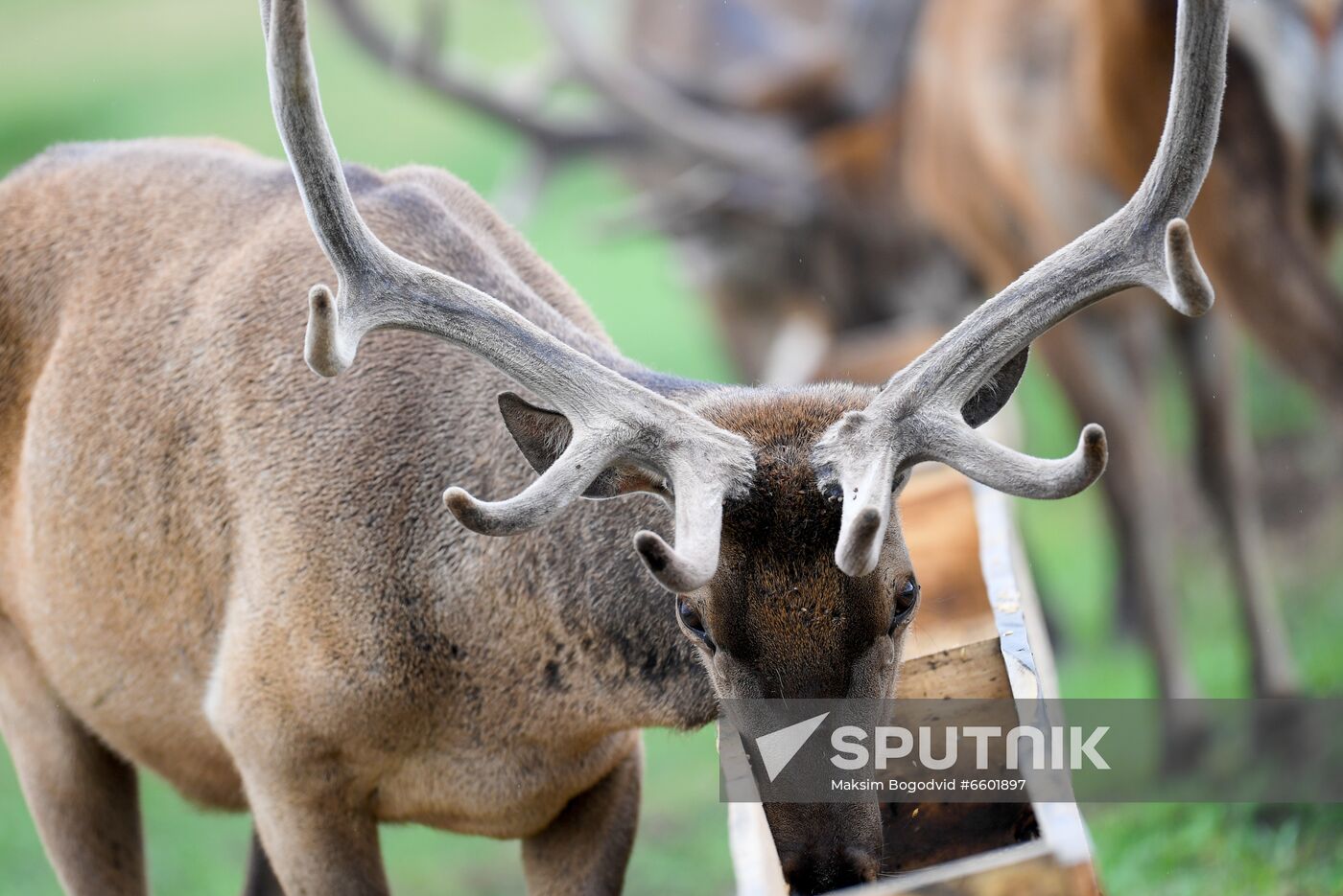 Russia Deer