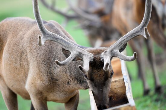 Russia Deer