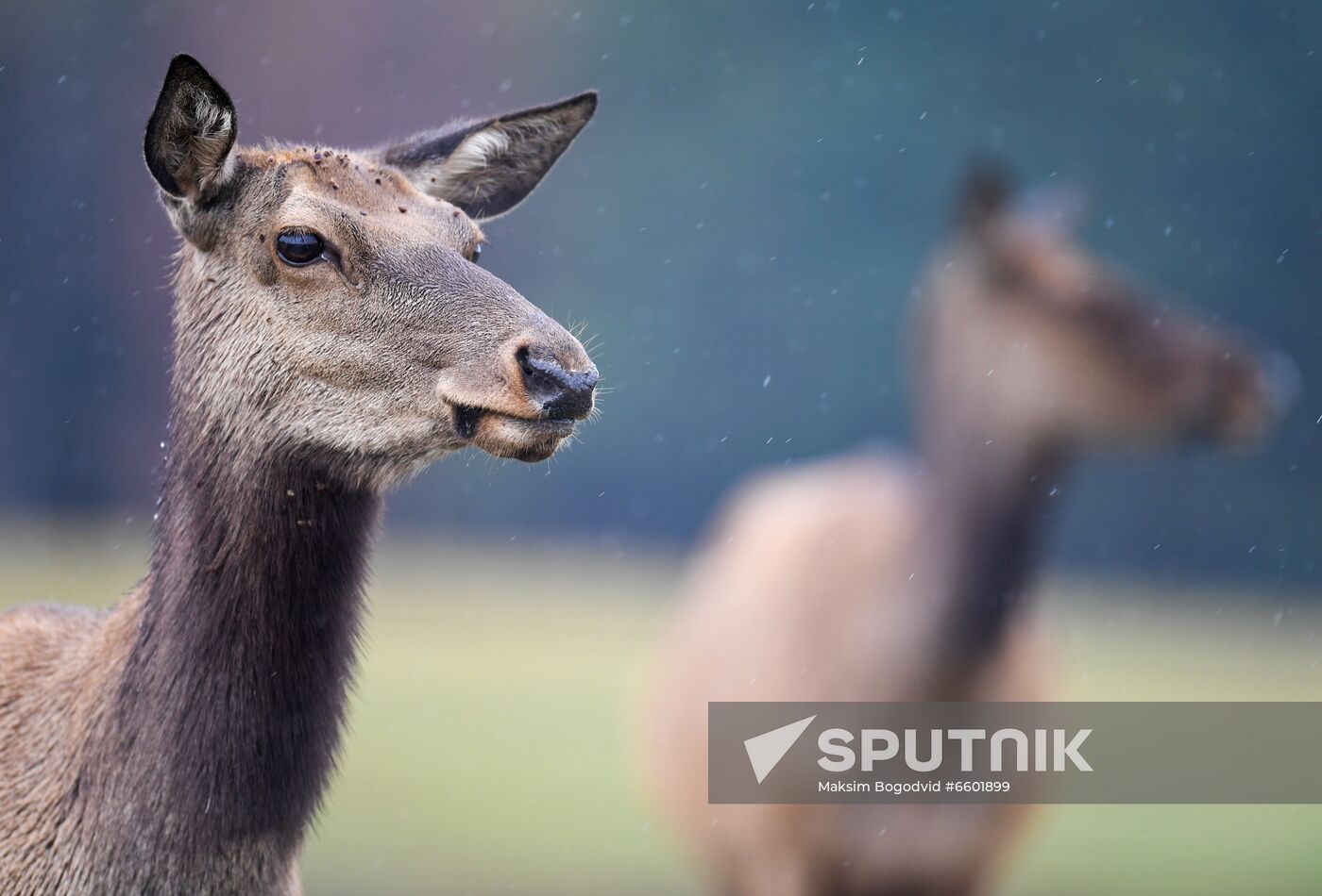 Russia Deer